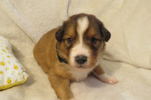 Male Sable Poppy Rolly Puppy (Black Collar)