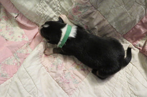 Male Tri-Color Poppy Rolly Puppy (Green Collar)