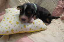 Male Tri-Color Poppy Rolly Puppy (Green Collar)