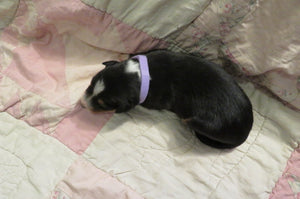 Female Tri-Color Poppy Rolly Puppy (Lilac Collar)