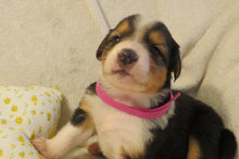 Female Tri-Color Poppy Rolly Puppy (Magenta Collar)
