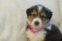 Female Tri-Color Poppy Rolly Puppy (Magenta Collar)