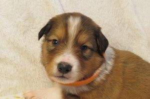 Male Sable Poppy Rolly Puppy (Orange Collar)