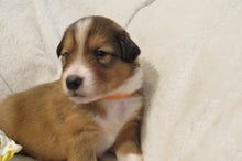Male Sable Poppy Rolly Puppy (Orange Collar)