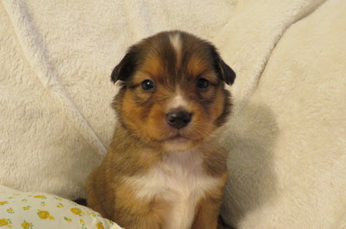 Female Sable Poppy Rolly Puppy (Pink Collar)