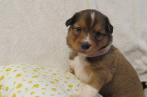 Female Sable Poppy Rolly Puppy (Pink Collar)