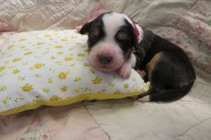 Male Tri-Color Poppy Rolly Puppy (Red Collar)