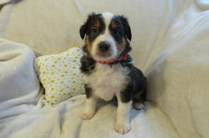 Male Tri-Color Poppy Rolly Puppy (Red Collar)