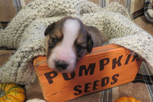 Male Sable Pumpkin Rolly Puppy (Black Collar)