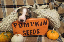 Male Sable Pumpkin Rolly Puppy (Black Collar)