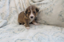 Male Sable Pumpkin Rolly Puppy (Black Collar)