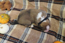 Male Sable Pumpkin Rolly Puppy (Black Collar)