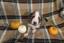 Male Sable Pumpkin Rolly Puppy (Black Collar)