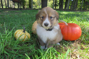 Male Sable Pumpkin Rolly Puppy (Black Collar)