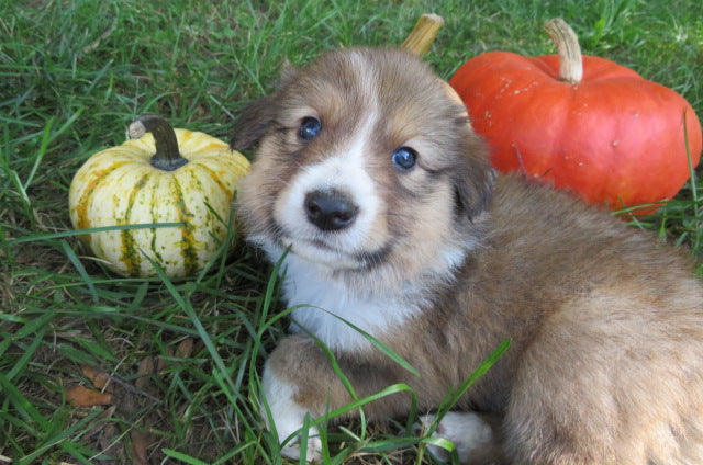 Male Sable Pumpkin Rolly Puppy (Black Collar)