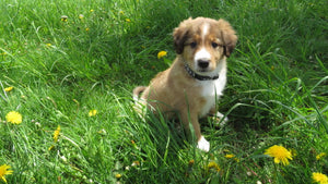 Male Sable Poppy Rolly Puppy (Black Collar)