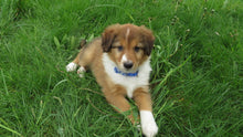 Male Sable Poppy Rolly Puppy (Blue Collar)