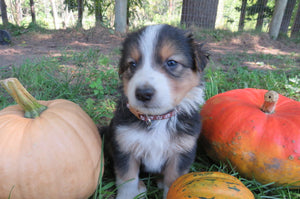 Male Tri-Color Poppy Rolly Puppy (Brown Collar)
