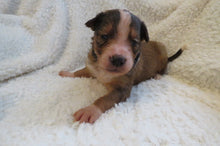 Male Sable Poppy Rolly Puppy (Black Collar)