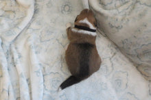 Male Sable Pumpkin Rolly Puppy (Black Collar)
