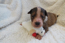 Male Sable Poppy Rolly Puppy (Black Collar)