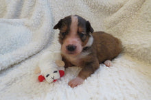Male Sable Poppy Rolly Puppy (Black Collar)