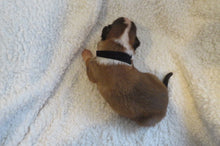 Male Sable Poppy Rolly Puppy (Black Collar)