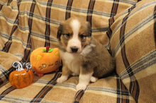 Male Sable Pumpkin Rolly Puppy (Black Collar)