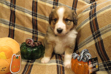 Male Sable Pumpkin Rolly Puppy (Black Collar)