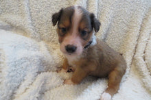 Male Sable Poppy Rolly Puppy (Black Collar)