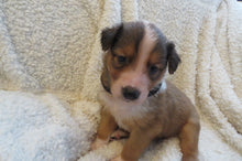 Male Sable Poppy Rolly Puppy (Black Collar)