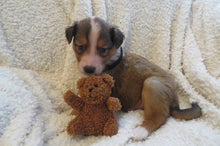 Male Sable Poppy Rolly Puppy (Black Collar)