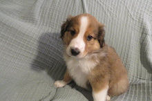 Male Sable Pumpkin Rolly Puppy (Black Collar)