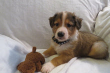 Male Sable Poppy Rolly Puppy (Black Collar)