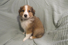 Male Sable Pumpkin Rolly Puppy (Black Collar)