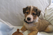 Male Sable Poppy Rolly Puppy (Black Collar)