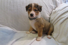 Male Sable Poppy Rolly Puppy (Black Collar)