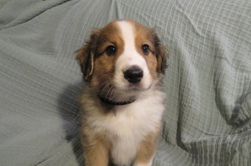Male Sable Pumpkin Rolly Puppy (Black Collar)