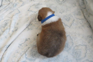 Male Sable Pumpkin Rolly Puppy (Blue Collar)
