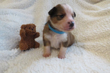 Male Sable Poppy Rolly Puppy (Blue Collar)