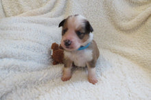Male Sable Poppy Rolly Puppy (Blue Collar)