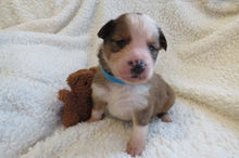 Male Sable Poppy Rolly Puppy (Blue Collar)