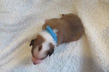 Male Sable Poppy Rolly Puppy (Blue Collar)