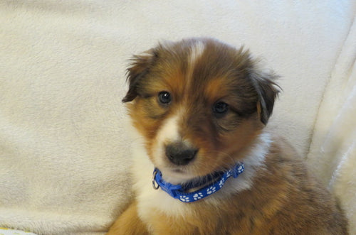 Male Sable Poppy Rolly Puppy (Blue Collar)
