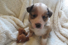 Male Sable Poppy Rolly Puppy (Blue Collar)