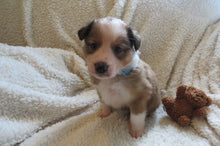Male Sable Poppy Rolly Puppy (Blue Collar)