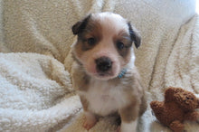 Male Sable Poppy Rolly Puppy (Blue Collar)