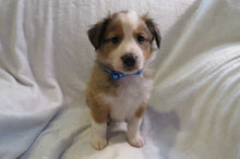 Male Sable Poppy Rolly Puppy (Blue Collar)