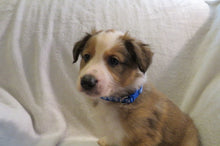 Male Sable Poppy Rolly Puppy (Blue Collar)