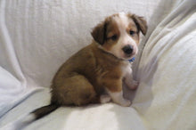 Male Sable Poppy Rolly Puppy (Blue Collar)